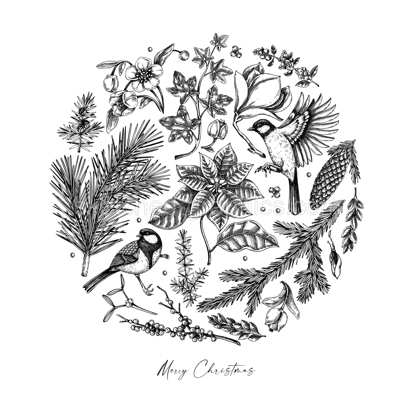 Merry Christmas card template. Evergreen plants, flower, bird sketches. Winter vector design. Hand-drawn botanical illustrations. NOT AI generated image Illustration